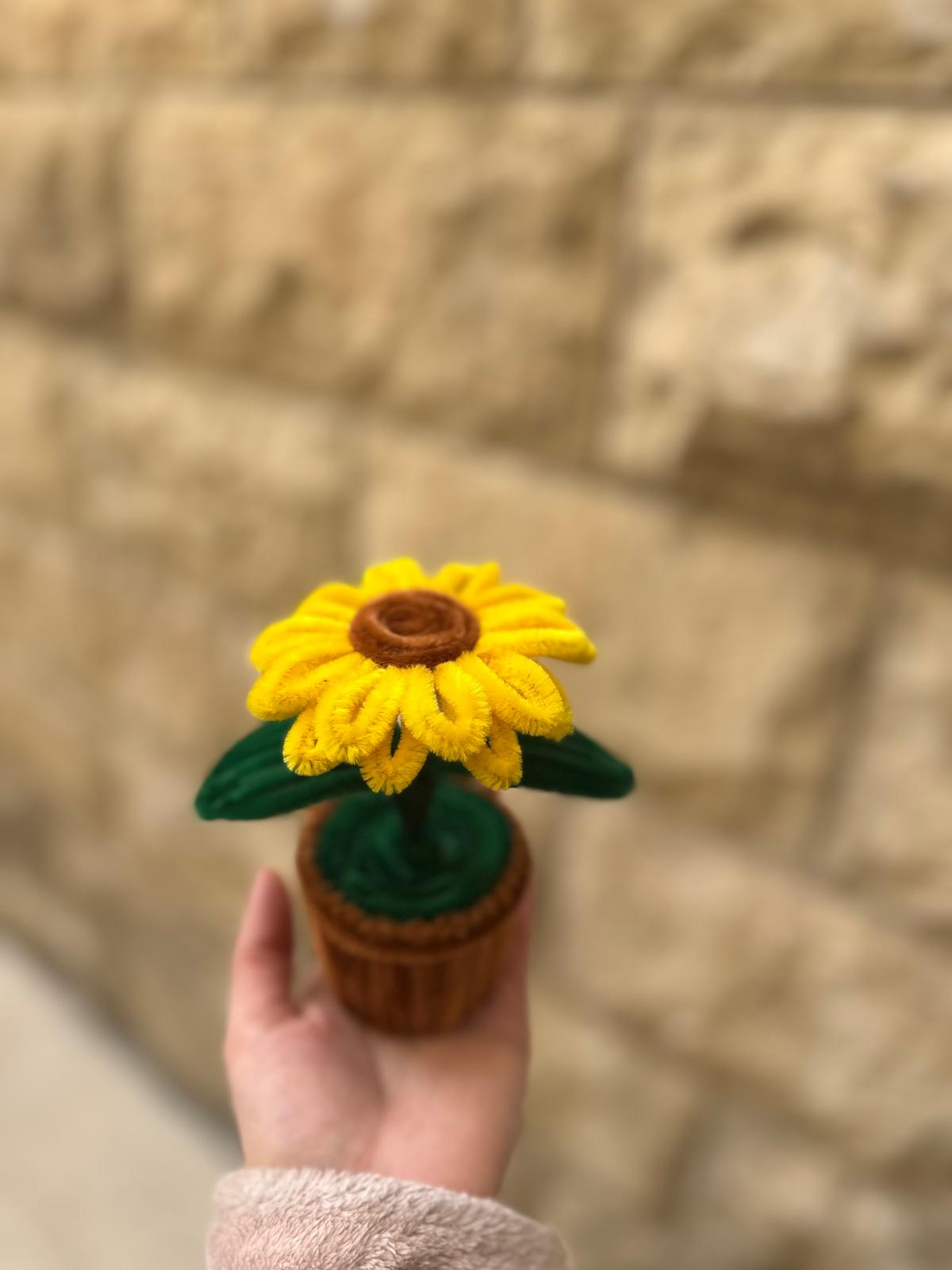 قوّار عبّاد الشمس