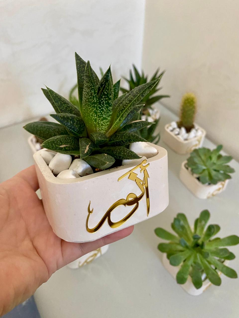 توزيعة من الصبار